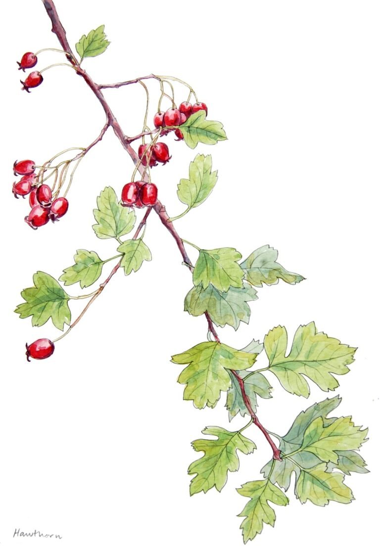 Botanical Drawing & Watercolour Workshop with Claire Armitage